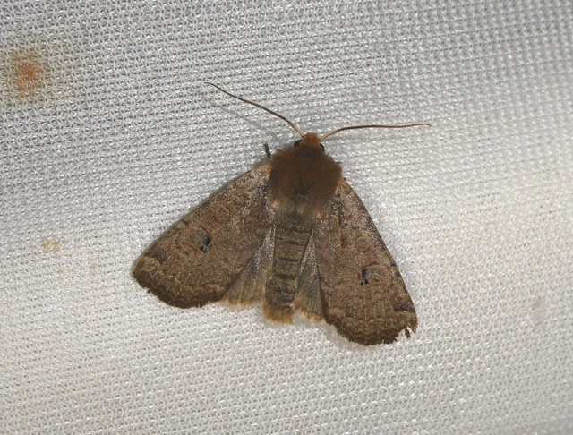 Conistra erythrocephala - vörösfejű őszibagoly