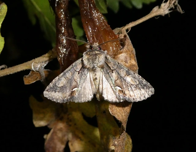Allophyes oxyacanthae - galagonyabagoly