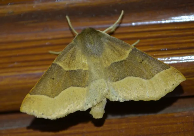 Crocallis tusciaria - barna sávosaraszoló