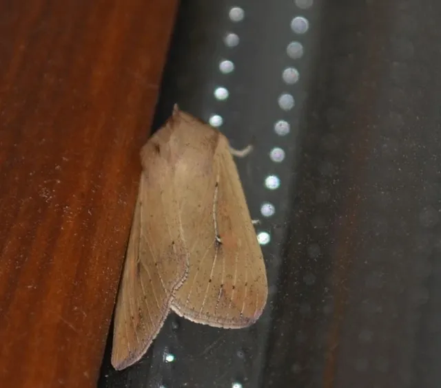 Mythimna unipuncta - hordabagoly