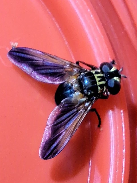 Trichopoda pictipennis - tollaslábú poloskalégy
