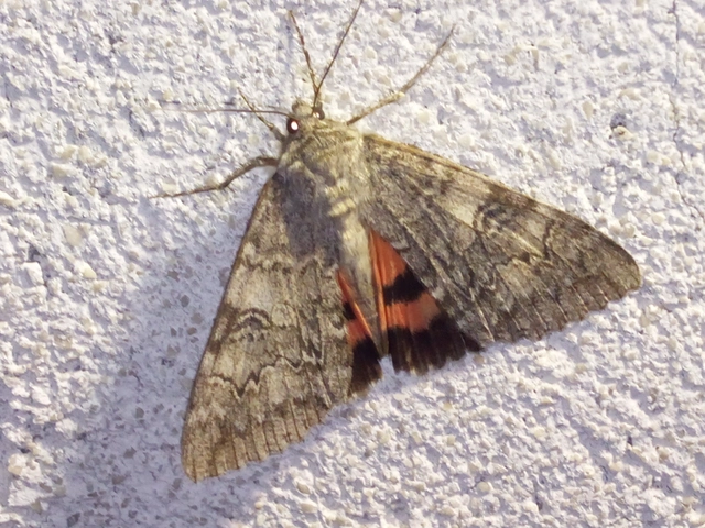 Catocala nupta - piros övesbagoly