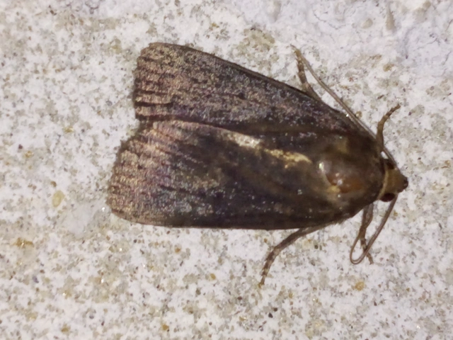 Amphipyra livida - zsírfényű bagoly