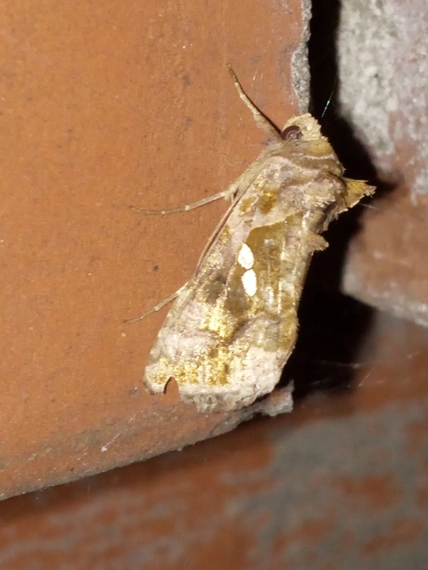 Chrysodeixis chalcites - déli aranybagoly