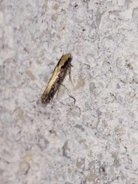 Tineidae - ruhamolyfélék