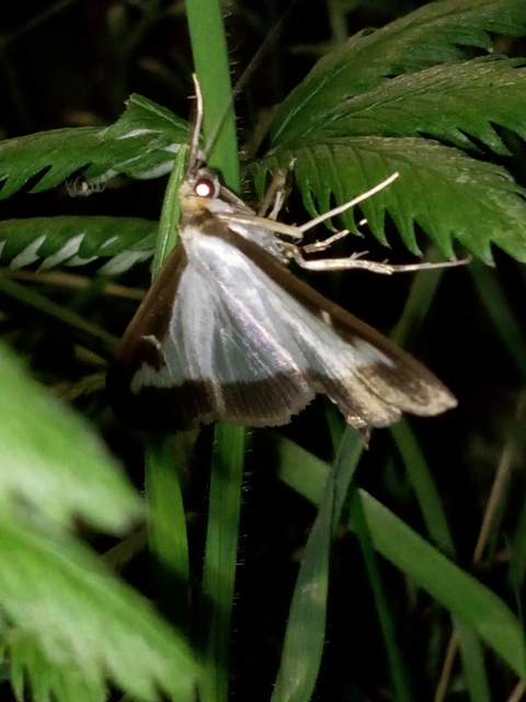 Cydalima perspectalis - puszpáng-tűzmoly