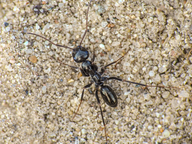 Cataglyphis aenescens - fekete fürgehangya