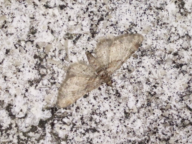 Gymnoscelis rufifasciata - vöröscsíkos törpearaszoló