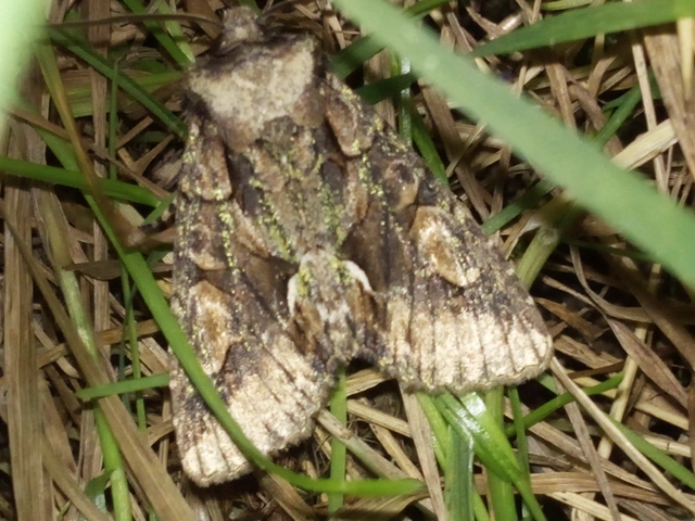 Allophyes oxyacanthae - galagonyabagoly