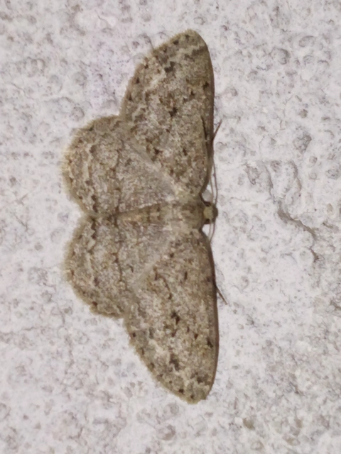 Ectropis crepuscularia - avararaszoló