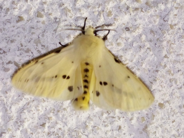 Spilarctia lutea - sárgás medvelepke