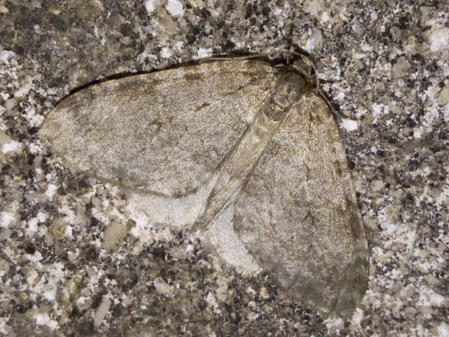 Epirrita christyi/dilutata