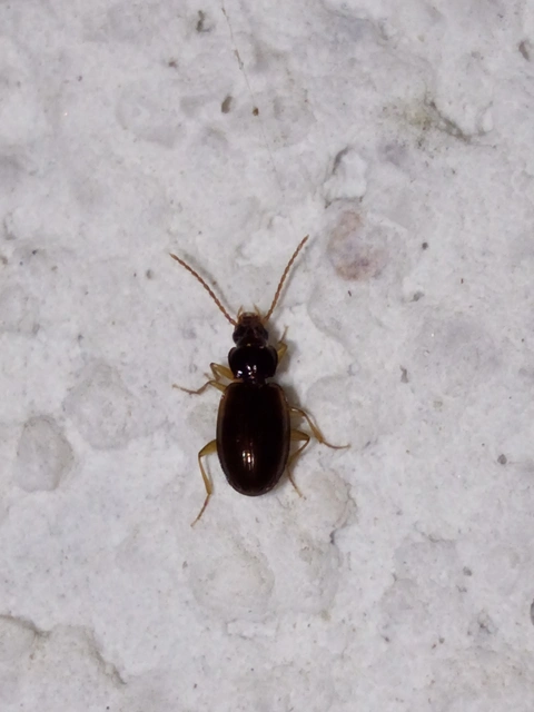 Trechus quadristriatus - közönséges fürgefutonc