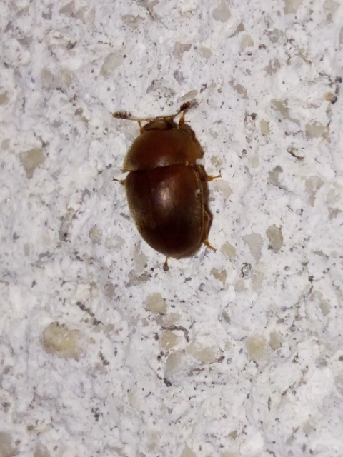 Cychramus luteus - sárga fénybogár Cychramus luteus - sárga fénybogár