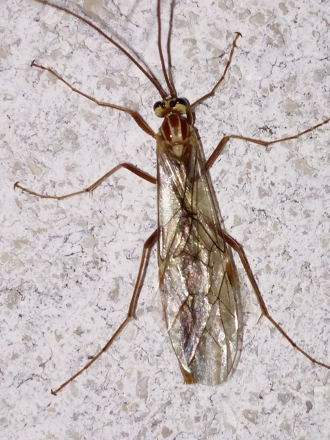 Ophion obscuratus