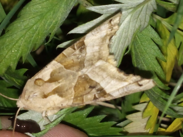 Phlogophora meticulosa - vándorló csipkésbagoly