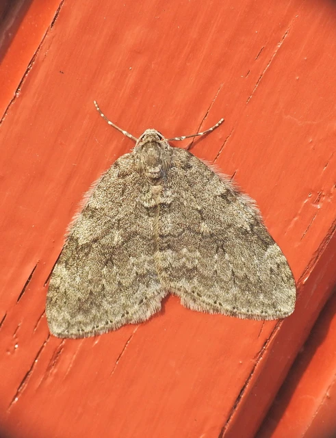 Epirrita christyi/dilutata