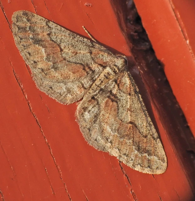 Agriopis bajaria - kökény-téliaraszoló