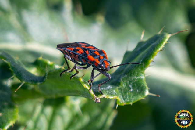 Spilostethus saxatilis - virágbodobács