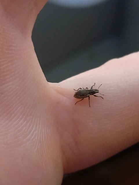 Sitona humeralis - lucerna-csipkézőbogár