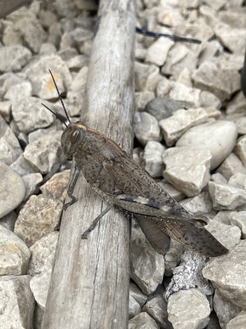Anacridium aegyptium - egyiptomi sáska