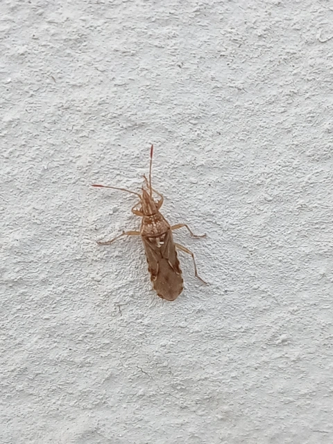 Belonochilus numenius - amerikai platánbodobács