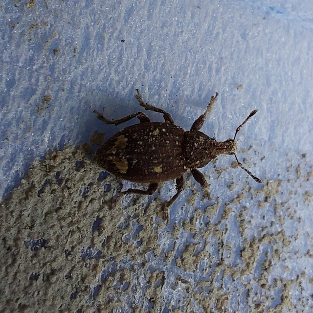 Graptus