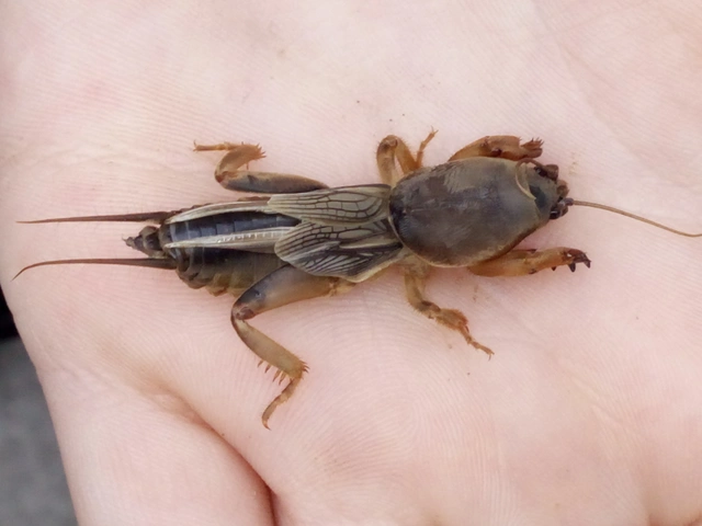 Gryllotalpa