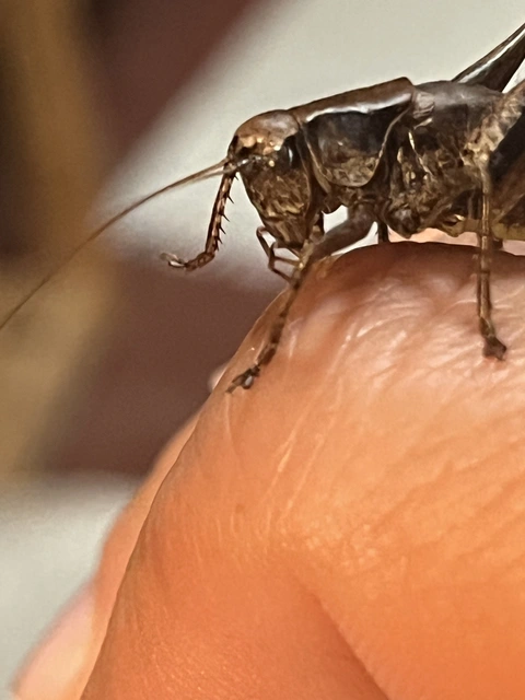 Pholidoptera griseoaptera - szürke avarszöcske