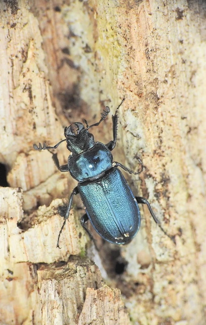 Platycerus caraboides - kis fémesszarvasbogár
