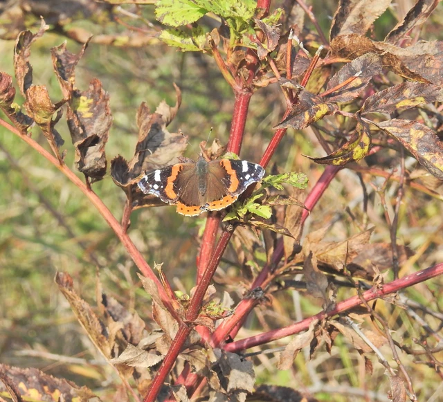 Vanessa atalanta - atalantalepke