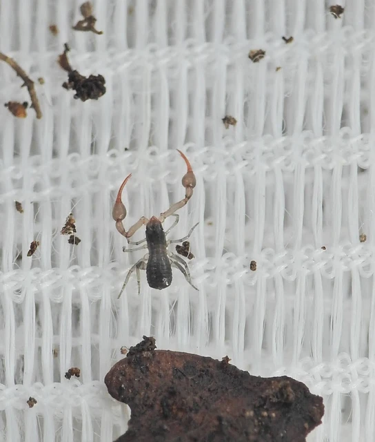Pseudoscorpionida - Álskorpiók