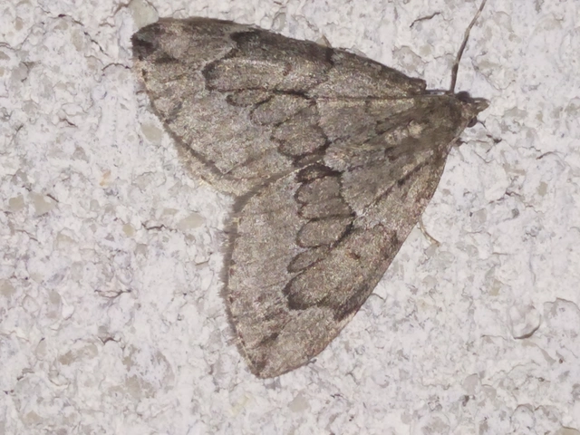 Thera juniperata - boróka-araszoló