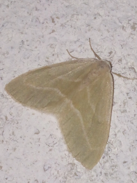 Hylaea fasciaria - erdeifenyő-sávosaraszoló
