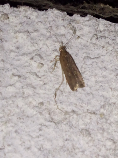 Helcystogramma