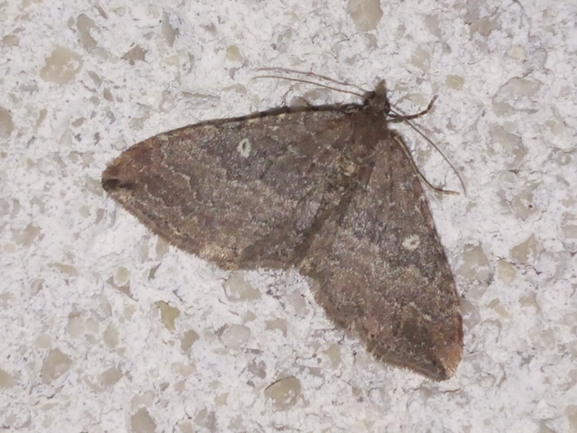 Orthonama obstipata - vándoraraszoló