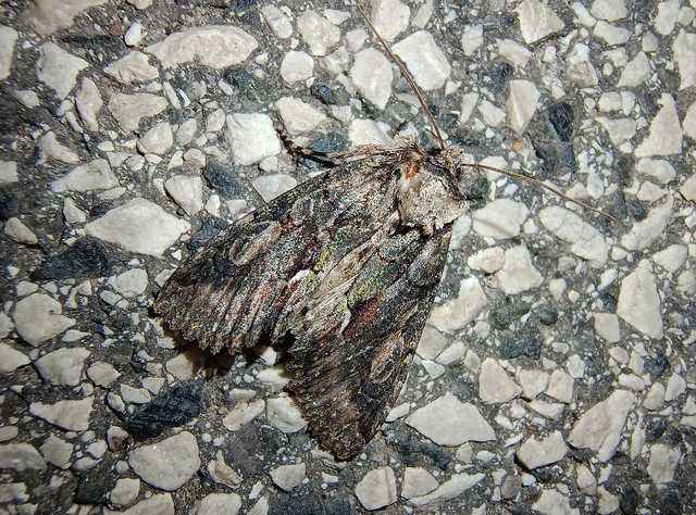 Allophyes oxyacanthae - galagonyabagoly