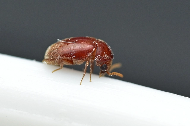Lasioderma serricorne - dohányálszú