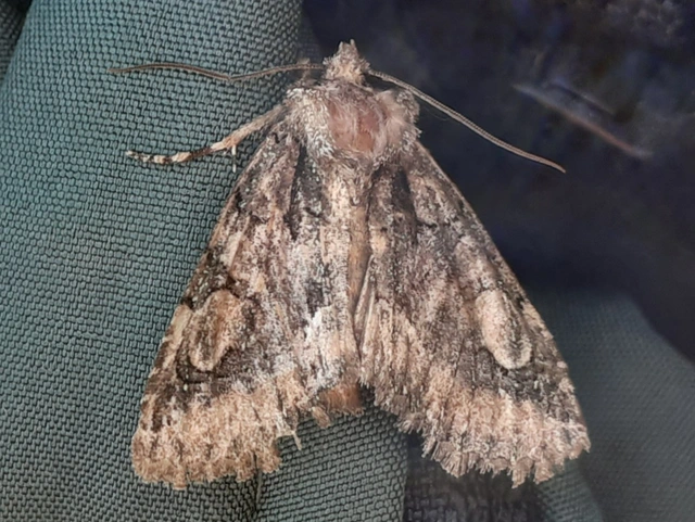 Allophyes oxyacanthae - galagonyabagoly