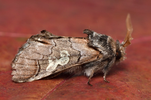 Diloba caeruleocephala - őszi kékesbagoly