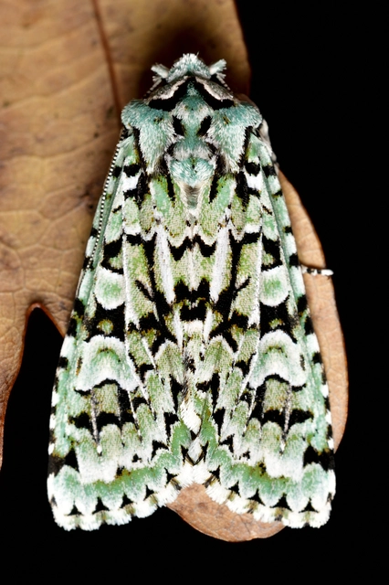 Griposia aprilina - őszi zöldbagoly