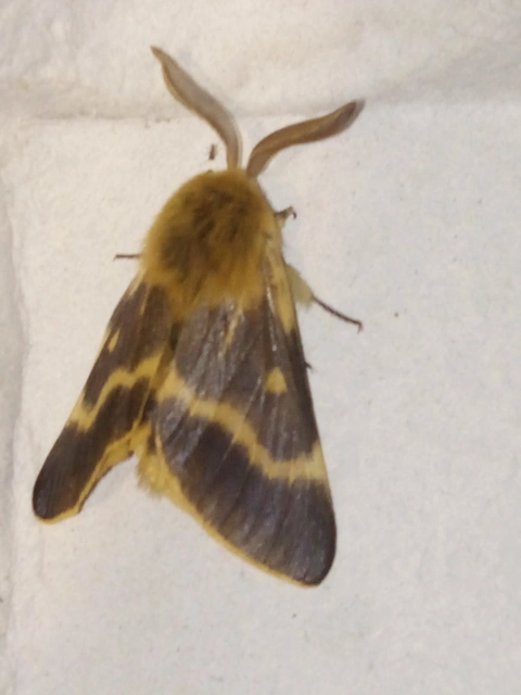 Lemonia dumi - sávos szövő