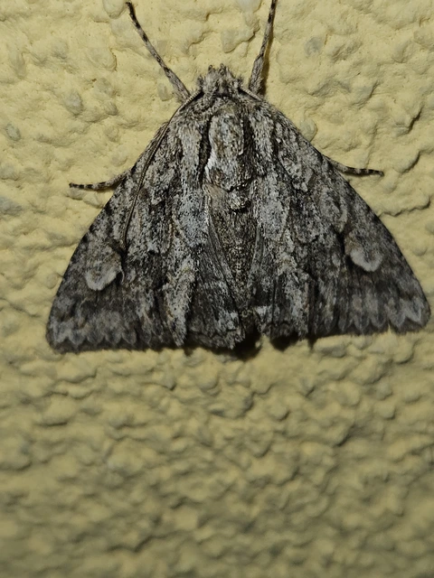 Meganephria bimaculosa - kétfoltos szilbagoly