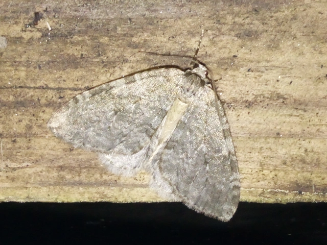 Epirrita christyi/dilutata