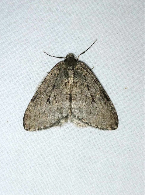 Epirrita christyi/dilutata
