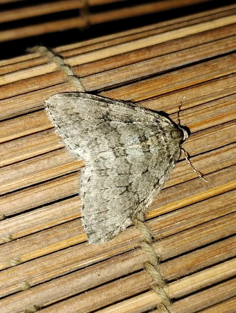 Epirrita christyi/dilutata