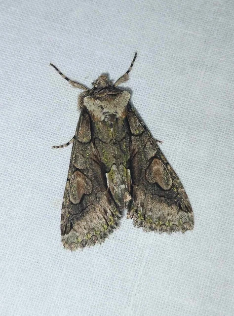Allophyes oxyacanthae - galagonyabagoly