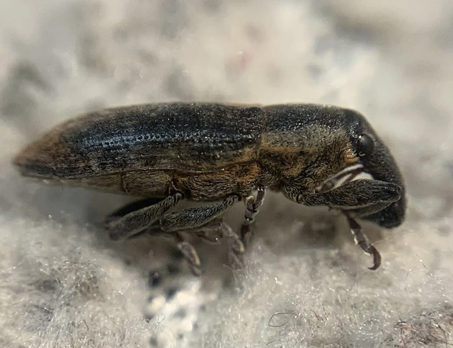 Lixus cinerascens - hamvas dudvabarkó