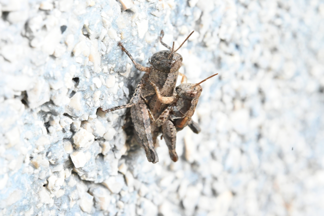 Pezotettix giornae - kis hegyisáska