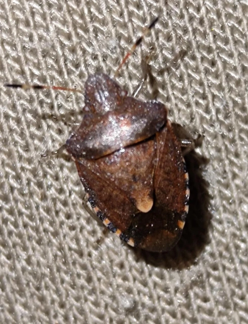 Peribalus strictus - tavaszi címerespoloska Peribalus strictus - tavaszi címerespoloska
